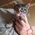 7-8 week old Kittens 8 thumbnail