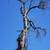 Tree Removal specialist 3 thumbnail