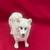 Minature American Eskimo Dog Figurine by Conversation Concepts DF83. 6 thumbnail
