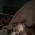 Special Needs Shih Tzu Puppy 3 thumbnail