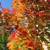 Flowering Trees, Ornamental Trees, Shade Trees, Evergreen 1 thumbnail
