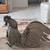 Solid Brass Cockfighting Rooster 2 thumbnail