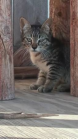 Gatitos machos $5 por reubicación (Visalia)63873027657857122