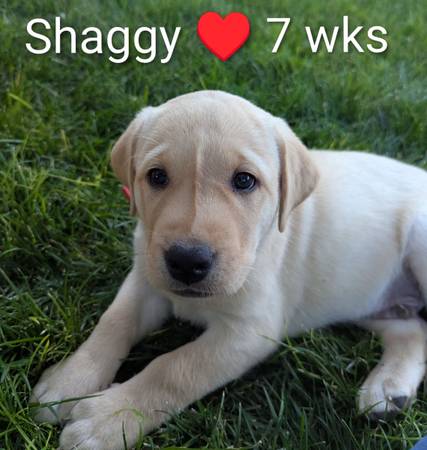 AKC Yellow Lab Rehoming (Tonopah)63907296556162120