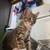 Spoiled Kittens ! 24 thumbnail