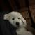 Mixed Great Pyrenees Puppies 13 thumbnail