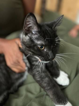 4 month kitten (Sacramento)63679359446785120