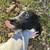 Dogs FREE to good homes 4 thumbnail