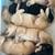 Goldendoodle F1 puppies 3 thumbnail