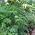 Gingers, Lilies, Bromiliads, Swiss Cheese (see list various prices) 1 thumbnail
