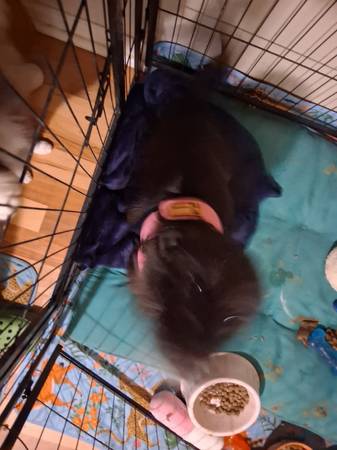 Perros gratuitos (37660)5990386331615436812