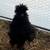 Silkie chicks 6 thumbnail