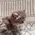 Persian kittens 3 thumbnail