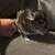 Chinchilla Kit 2 thumbnail