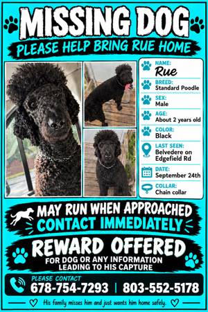 MISSING DOG 1