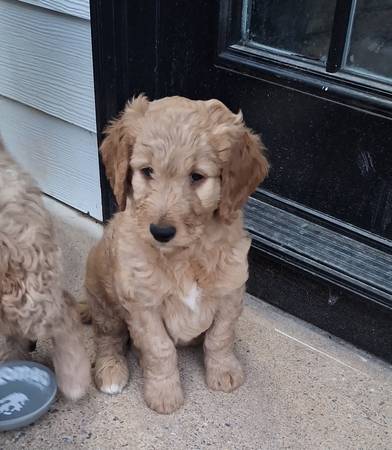 Goldendoodle 1