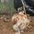 Mille Fleur Silkie showgirl Rooster 4 thumbnail