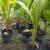 Coconut Palm trees 5 thumbnail