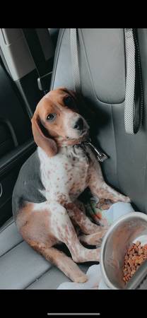 Beagle for sale 1