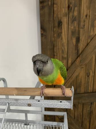 Senegal Parrot Rehoming (Montgomery)64032192669954122