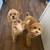 Dog Boarding, Dog Sitter, & Doggy Daycare in Woodland Hills 3 thumbnail