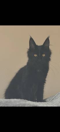 Mainecoon Mix? (onawa)63961118186499121