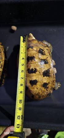 Elongated tortoise established male 1
