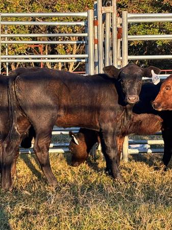 🔥🔥Weaned Calves🔥🔥 1