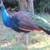 Peacocks 4 thumbnail