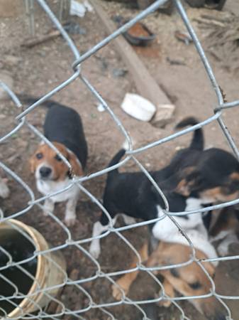 Beagle puppies 1