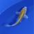 Koi fish 18 thumbnail