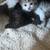 Kittens to a loving home 10 thumbnail