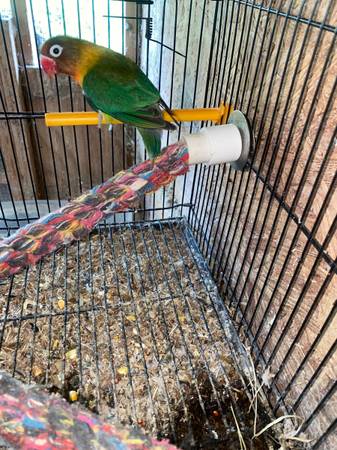 Love bird63499550316547123