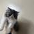 Persian kitten 1 thumbnail