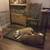 Rehoming American bullies 9 thumbnail