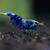 Aquatics Pets - Fancy Guppy, Neocaridina, Caridina, Sulawesi 6 thumbnail