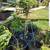 Weeping Willows Trees 5 thumbnail