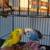 3 Parakeet birds $70 1 thumbnail