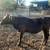 Heifer 1 thumbnail