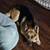 German Shepherd dog (pending rehoming) 4 thumbnail