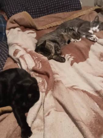 Black Cat Missing (75th and Garland)64288460545153123