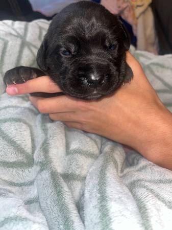 Cachorro Cane corso en adopción (Hembra) Negro (Amity)63902987939074124