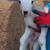 2 ram bottle lambs 1 thumbnail