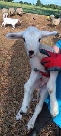 2 ram bottle lambs 1