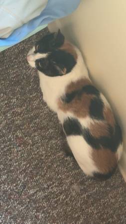 Female calico cat (Altoona)63943426515842122