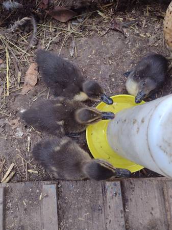 Ducklings 1