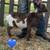ADGA Nigerian Dwarf Goats 2 thumbnail