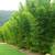 Gracilis Bamboo ~ Premier Clumping Bamboo for Privacy 19 thumbnail