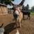Standard Donkeys 7 thumbnail