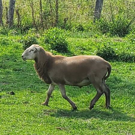 Katadin Ram 1